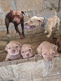 Pitbull