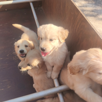 Cuccioli di Golden