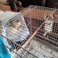 Canarini Arlecchini Portoghesi