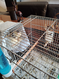 Canarini Arlecchini Portoghesi