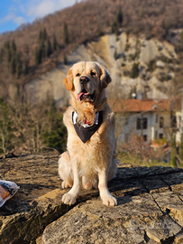 Golden retriever inglese con pedigree 4 anni