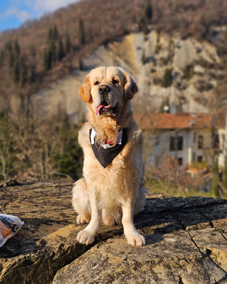 Golden retriever inglese con pedigree 4 anni