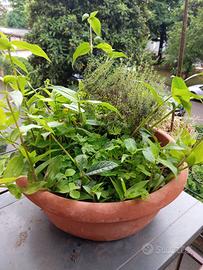 Misto di piantine, timo, tradescantia e nespolo