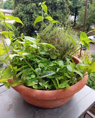 Misto di piantine, timo, tradescantia e nespolo