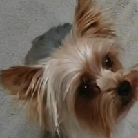 Yorkshire cucioli di 2 mesi