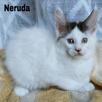 Cuccioli di maine coon