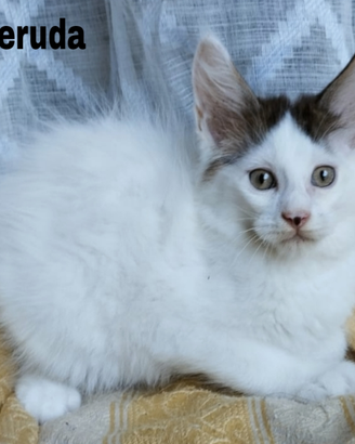 Cuccioli di maine coon