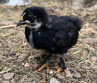 Pulcini - galline americane - polli - ornamentali