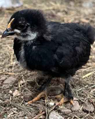 Pulcini - galline americane - polli - ornamentali