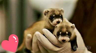 Furetti maschi e femmine cuccioli