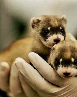 Furetti maschi e femmine cuccioli