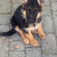 Cuccioli di pastore tedesco