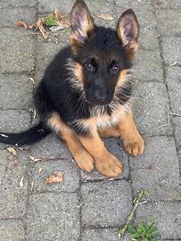 Cuccioli di pastore tedesco