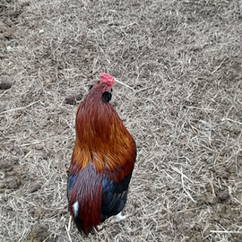 Gallo araucana