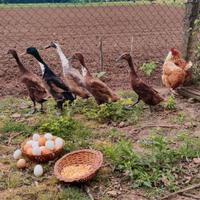 U.o.v.a. di anatra e gallina