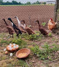 U.o.v.a. di anatra e gallina