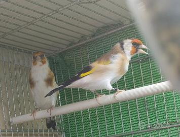 Cardellino