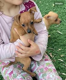 Zwergpinscher