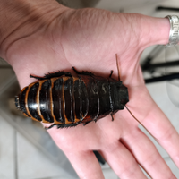 Princisia vanwerebeki