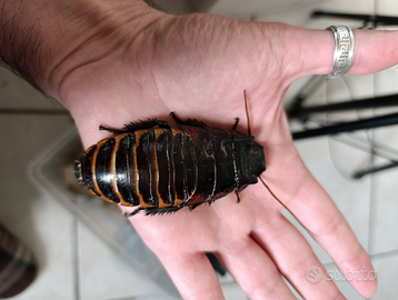 Princisia vanwerebeki