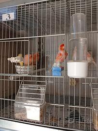 Coppie canarini con figli