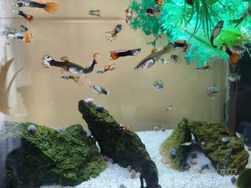 Guppy pesci e lumache