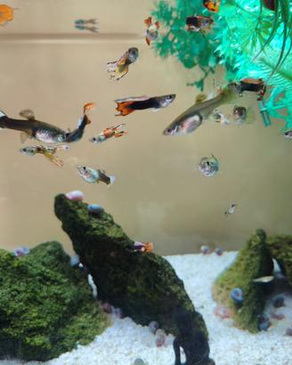 Guppy pesci e lumache
