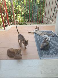 Gattini ?