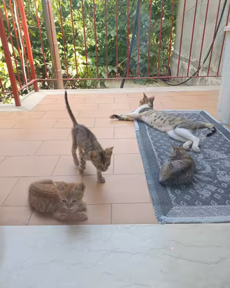 Gattini ?
