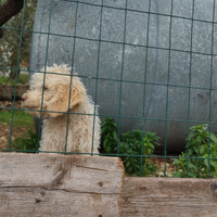 Lagotto da tartufo