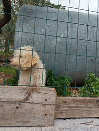 Lagotto da tartufo