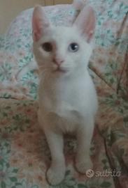 Gattini