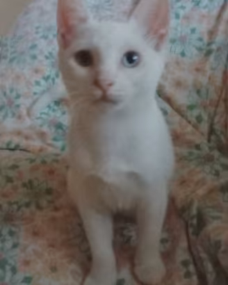 Gattini