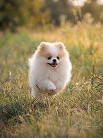 Cucciola di Pomerania