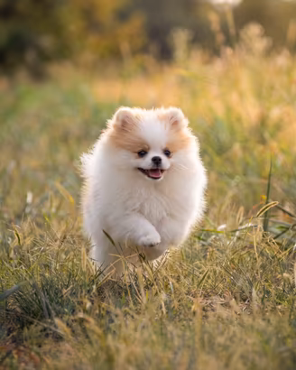 Cucciola di Pomerania