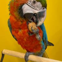 Pappagallo Ara Arlecchino Femmina Pet