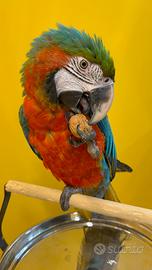 Pappagallo Ara Arlecchino Femmina Pet