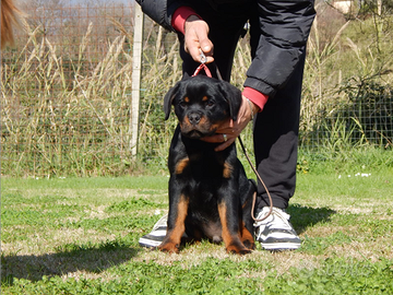 Rottweiler cuccioli