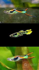 Endler (Poecilia wingei)