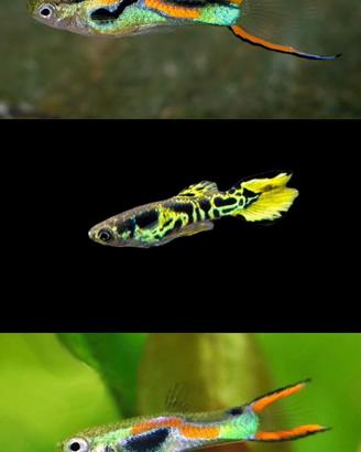 Endler (Poecilia wingei)