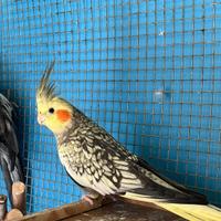 Pappagalli Calopsiti