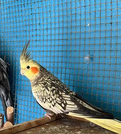 Pappagalli Calopsiti