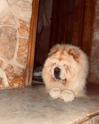 Chow Chow
