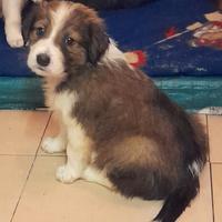 2 cuccioli di setter