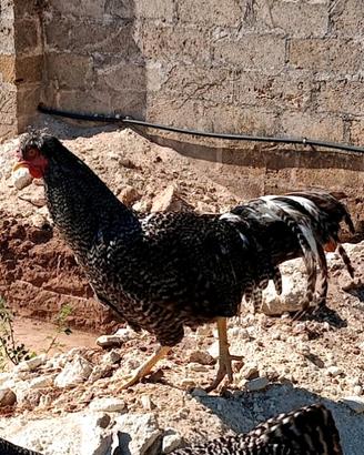 Galletto di 6 mesi