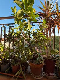 Ficus Ginseng