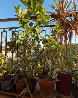 Ficus Ginseng