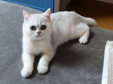 British shorthair Golden Silver