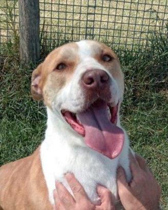 Flo, stratosferico pitbull dagli occhi profondi