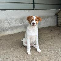 Cucciolo taglia medio grande